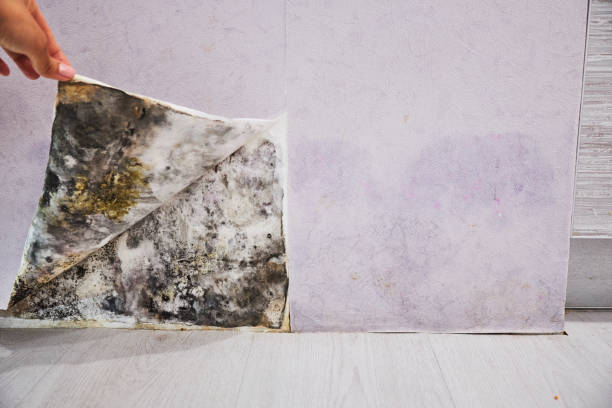 Best Mold Testing  in Westminster, CO